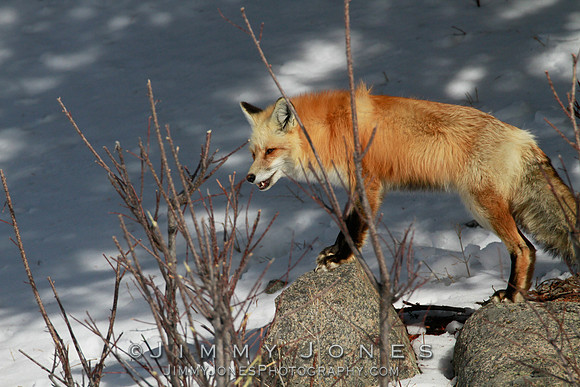Red Fox