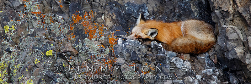 Red Fox