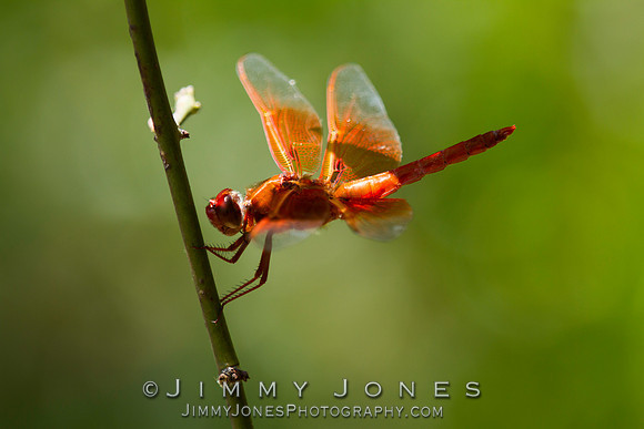 Orange Dragonfly ( Flame Skimmer )
