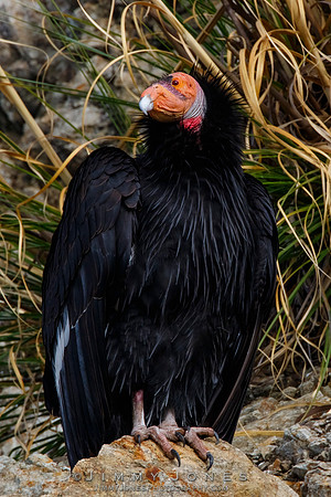 California Condor #57