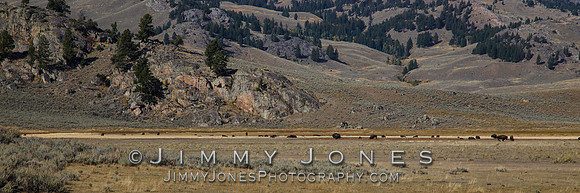 Bison - BS/P0114