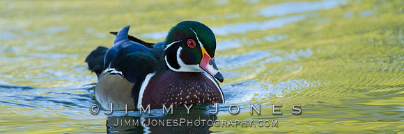 Wood Duck - BS/P0524