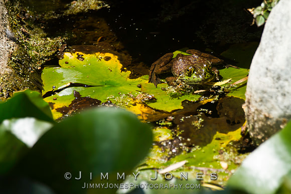 Bull Frog