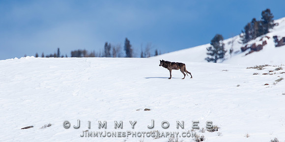 Lamar Canyon Pack Gray Wolf ~ Big-T w/ Mange