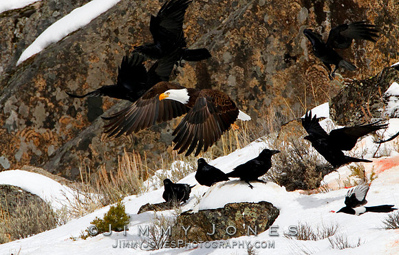 Bald Eagle / Ravens