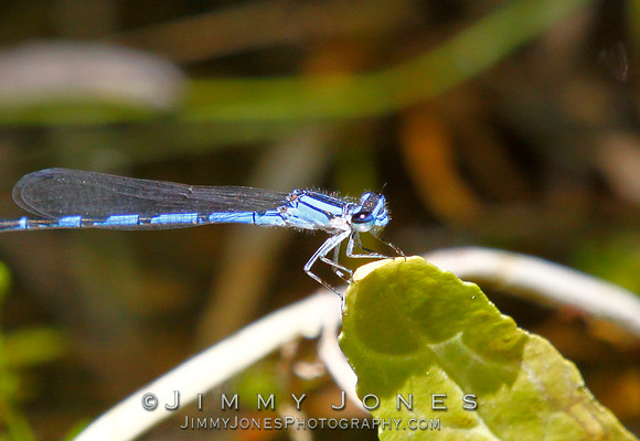 Blue Damselfly