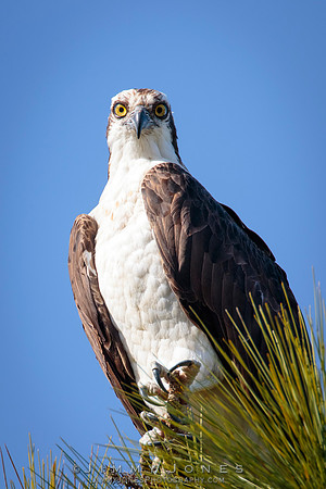 Osprey