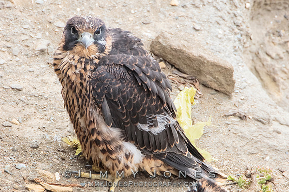 Pre Fledged - Peregrine Falcon Chick