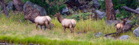 Elk