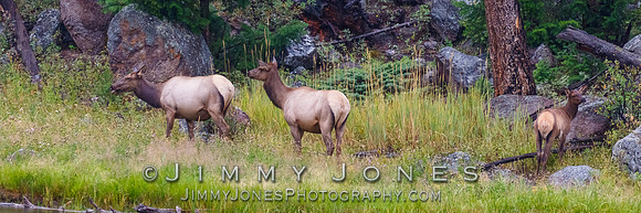 Elk