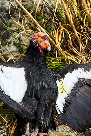 California Condor #57