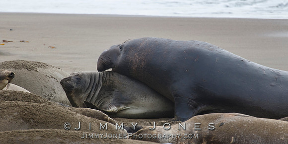 Elephant Seals