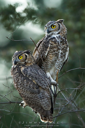 Great Horned Owls
