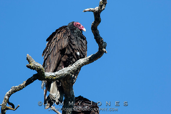 Turkey Vulture