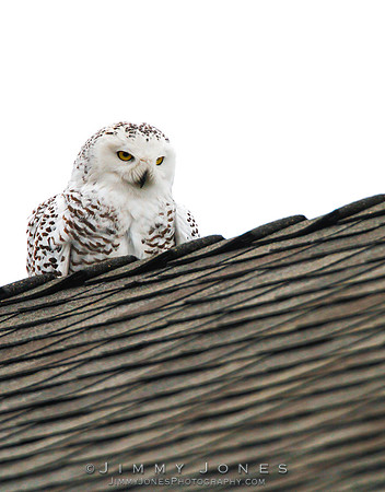 Snowy Owl