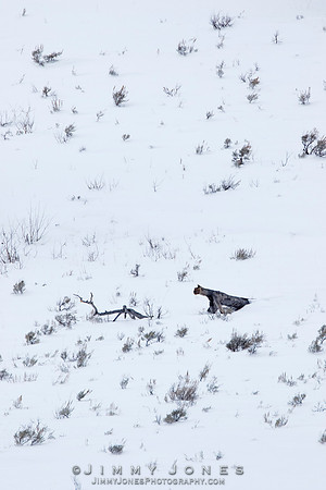 Long Necked Snow Cougar