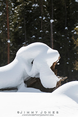 Giant Snow Ermine