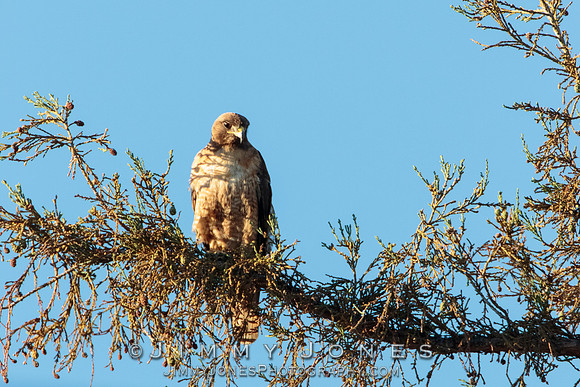 Red Shouldered Hawk