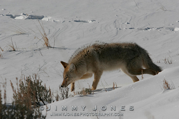 Coyote