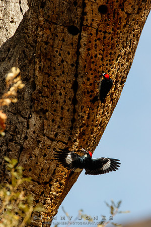 Acorn Woodpeckers