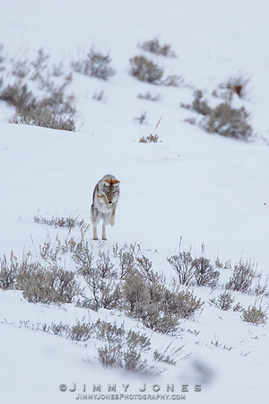 Coyote