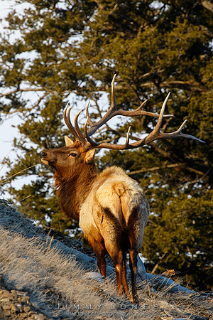 Bull Elk