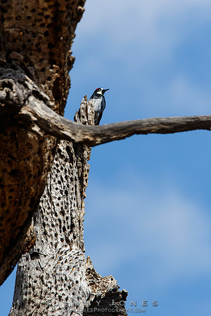 Acorn Woodpecker