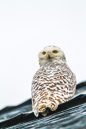 Snowy Owl