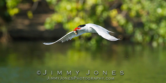 Elegant Tern