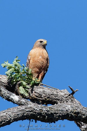Red-shouldered Hawk