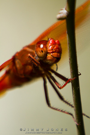 Orange Dragonfly ( Flame Skimmer )