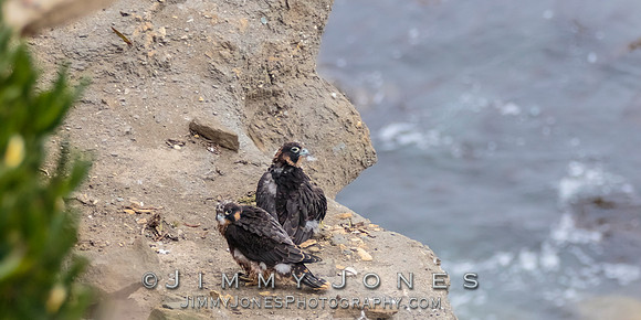 Pre Fledged - Peregrine Falcon Chicks
