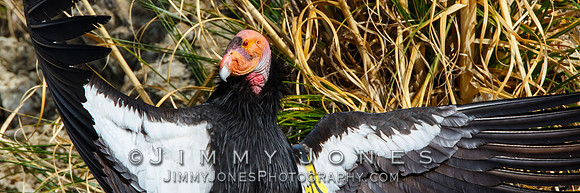 California Condor #57