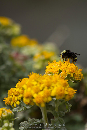 Bumble Bee