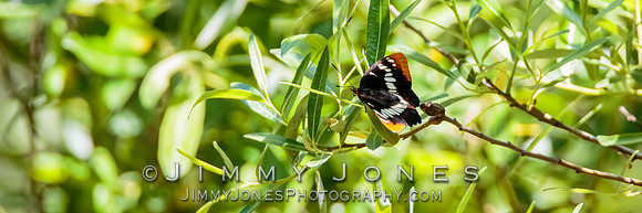 Lorquin's Admiral Butterfly