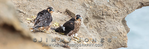 Pre Fledged - Peregrine Falcon Chicks