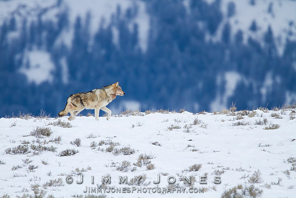 Canyon pack wolf