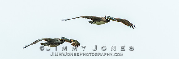 Brown Pelicans