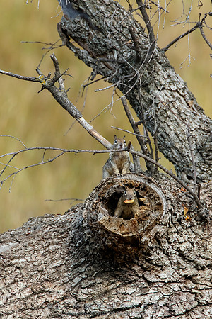 Ground Squirrels