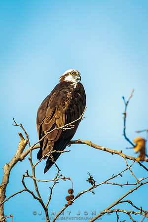 Osprey