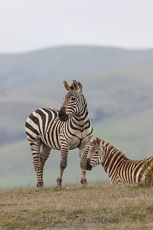 Zebras
