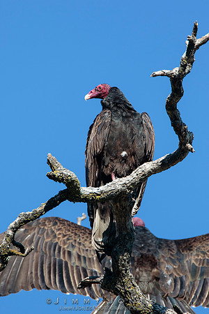 Turkey Vulture