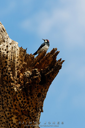 Acorn Woodpecker