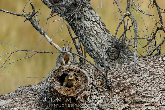 Ground Squirrels
