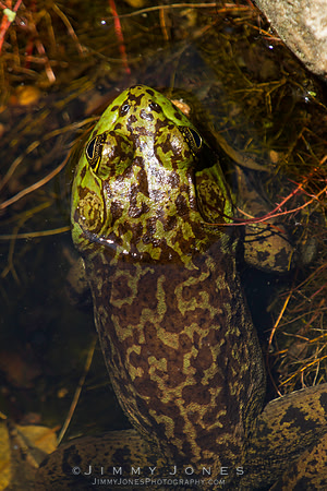 Bull Frog