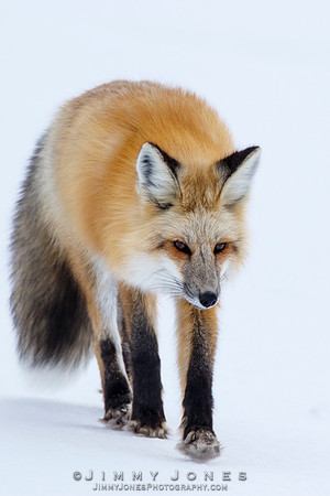 Red Fox