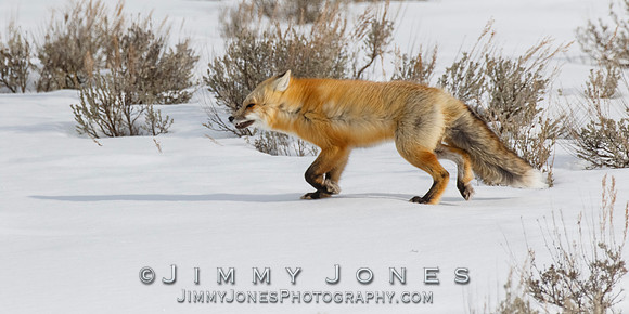 Red Fox