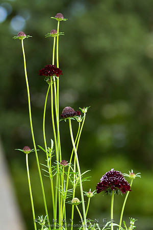 Pincushion Flower