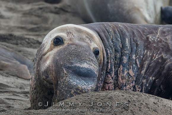 Elephant Seal