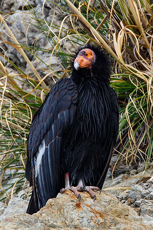 California Condor #57